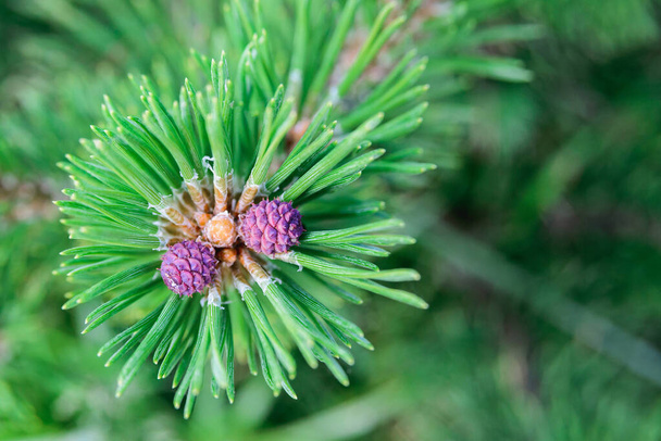 macro scheut van jonge dennenappel en groene naalden van Mountain pine of moeras, kruipen, mugo, scrub, dwerg berg dennen, horizontale close-up buiten stock foto - Foto, afbeelding