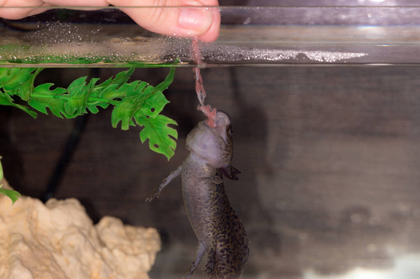 alimentazione axolotl nero con carne in un acquario
 - Foto, immagini