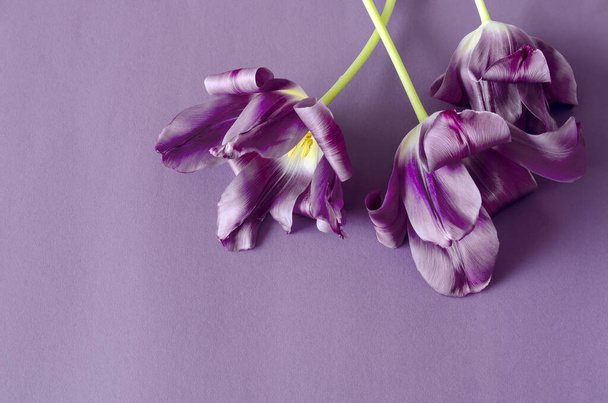 Tulipánok világos lila háttérrel. Három finom virág, nyugodt háttérrel. Szabad hely a dizájner szövegnek. Kilátás fentről. Szelektív fókusz. Közelkép. - Fotó, kép
