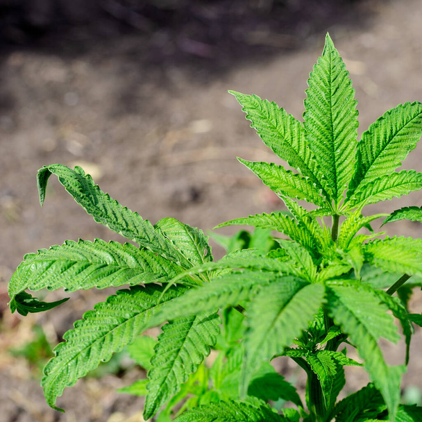 Bush of medical hemp in the sunlight. Cannabis Leaves on Marijuana Plant, Concept breeding of marijuana. Beautiful background of green cannabis. Free space for designer text. - Φωτογραφία, εικόνα