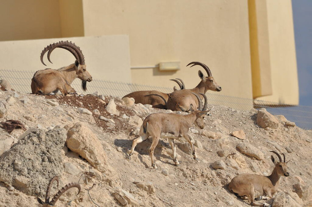 İsrail 'deki Ein Gedi Milli Parkı' nda, Ölü Deniz 'in yakınındaki çölde boynuzları sallanan Nubian Ibex. - Fotoğraf, Görsel