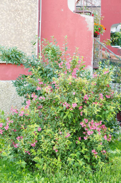 A beautiful shot of a small tree with pink flowers in the garden of an old red building - Фото, зображення