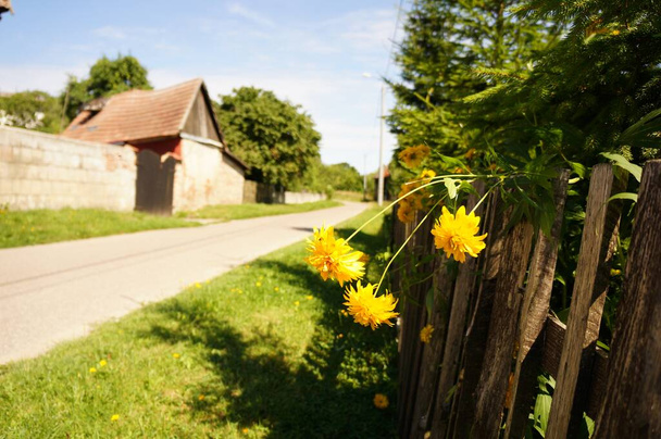 A closeup shot of yellow flowers growing beside a fence along the street during summer - Foto, Imagem