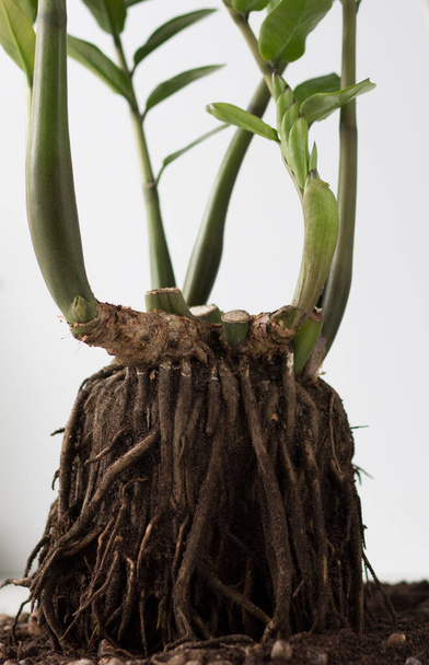 Zamioculcas root without soil before repotting on white background - Photo, Image