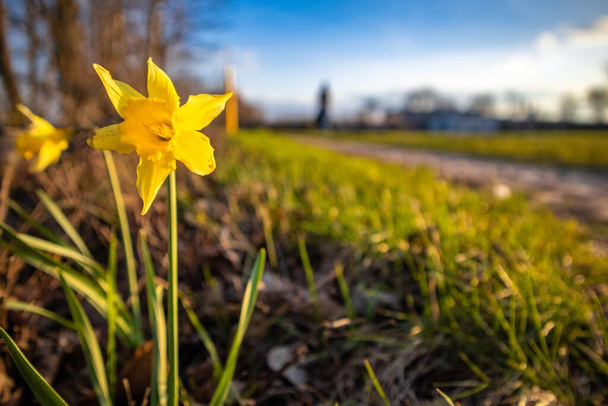 A closeup shot of a yellow flower with a blurred background - Φωτογραφία, εικόνα