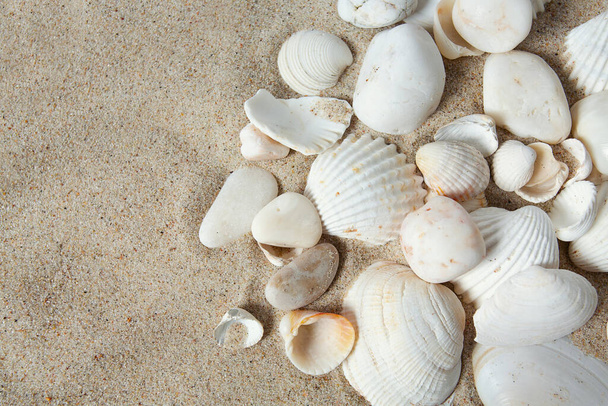 schöne Muscheln auf Sand - Foto, Bild