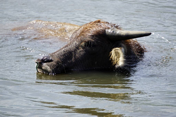 enorme vecchio bufalo d'acqua in una pozzanghera fangosa
 - Foto, immagini
