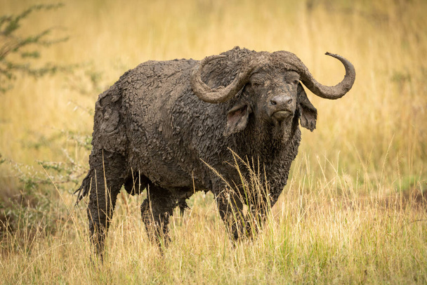 Mud-covered Cape buffalo stands in long grass - Photo, Image