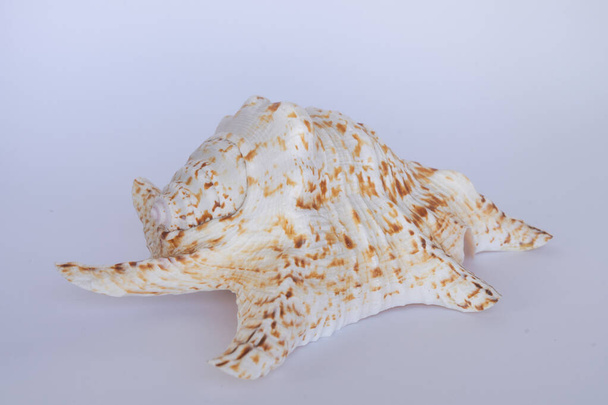 Giant sea conch. This conch shell is white with brown spots. - Photo, Image