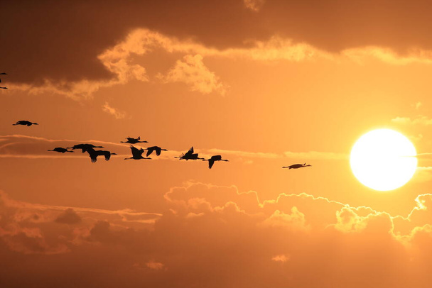 Silhouetten van kraanvogels (Grus Grus) bij zonsondergang Duitsland Oostzee - Foto, afbeelding