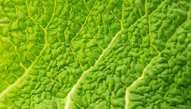 Savoy Cabbage Leaf Texture Macro Background - Foto, Imagen