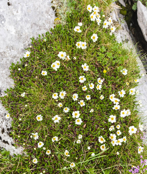 Dryas ahtapotetala ("Mountain avens", sekiz yapraklı dağ bitkileri, beyaz dryas, beyaz dryad), Rosaceae familyasından bir Arcticalpine bitkisidir. Dağlarda, vahşi doğada bitki pozisyonu. - Fotoğraf, Görsel