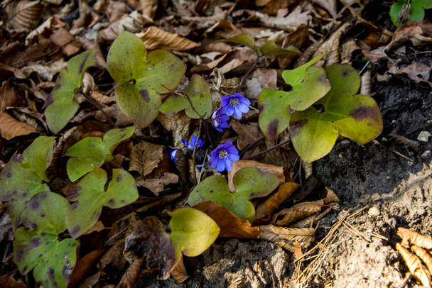 Квітучі квіти з печінкою (гепатіка нообіліс) ранньої весни
 - Фото, зображення