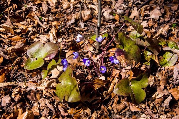 Blühende Leberblümchen (hepatica nobilis) blühen im zeitigen Frühjahr - Foto, Bild