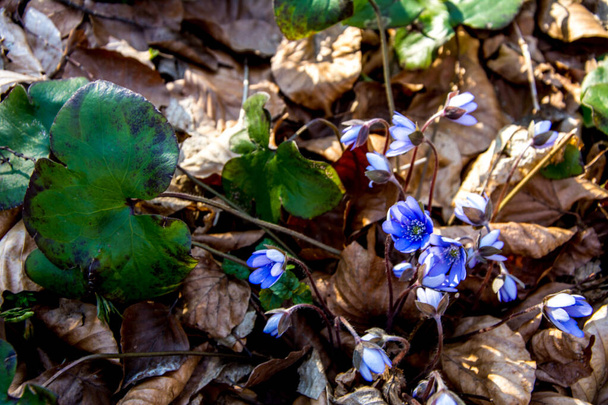 Floraison de l'hépatique (hepatica nobilis) fleurs au début du printemps
 - Photo, image