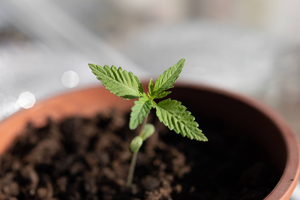 Um pequeno broto de cannabis plantada em uma panela absorve os raios do sol
 - Foto, Imagem