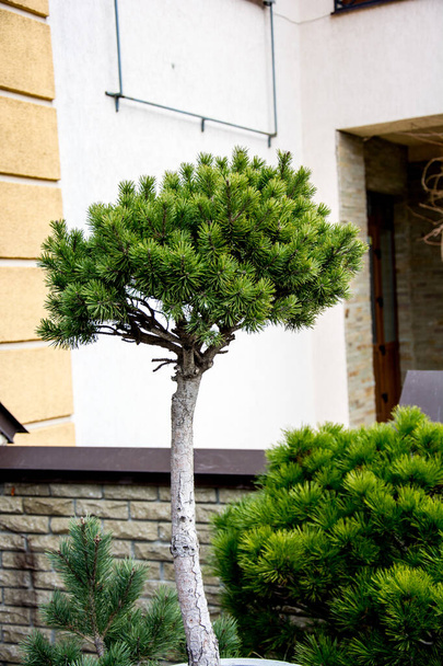 pine bonsai Pinaceae tree in a gravel garden outdoors and daylight Pinaceae tree - Photo, Image