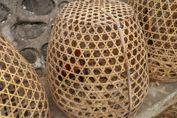 Polla peleadora marrón en cesta de mimbre hecha de bambú. Adepto a ganar o morir en un duelo con su oponente. Peleas de gallos es un entretenimiento de juego tradicional en la isla de Bali. Popular juego ilegal
 - Foto, imagen