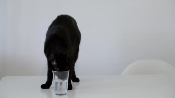 Cat drinks water from glass - Footage, Video
