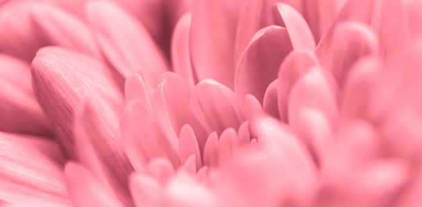 Arte retro, tarjeta vintage y concepto botánico - Fondo floral abstracto, flor de crisantemo rosa. Fondo de flores macro para el diseño de la marca de vacaciones
 - Foto, imagen