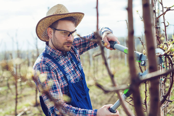 Young farmer pruning fruit tree. Agricultural occupation. Gardening at spring - Photo, image