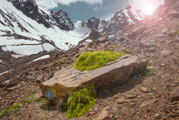 beautiful green moss in the highlands, on a background of snowy peaks and mountains - Foto, imagen