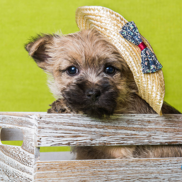 Cairn Terrier cachorro rojo perro en un sombrero de paja
 - Foto, Imagen