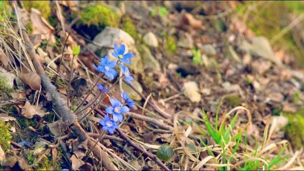 The first spring blue flowers on a frosted clearing on a sunny day. The wind shakes the flowers. Withdrawn Blackmagik 6k. - 映像、動画