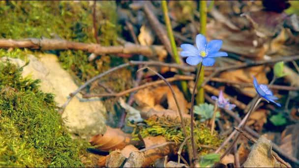 İlk bahar mavi çiçekleri güneşli bir günde buzlu bir açıklıkta. Rüzgar çiçekleri sallar. Blackmagic 6k 'i geri çektim.. - Video, Çekim