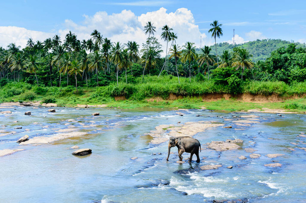 Lonely Elephant in a river, Sri Lanka, Kandy - Photo, Image
