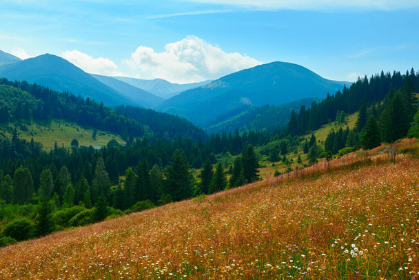 άγρια φύση, καλοκαιρινό τοπίο στα Καρπάθια βουνά, αγριολούλουδα και λιβάδι, έλατα στους λόφους, όμορφος συννεφιασμένος ουρανός - Φωτογραφία, εικόνα