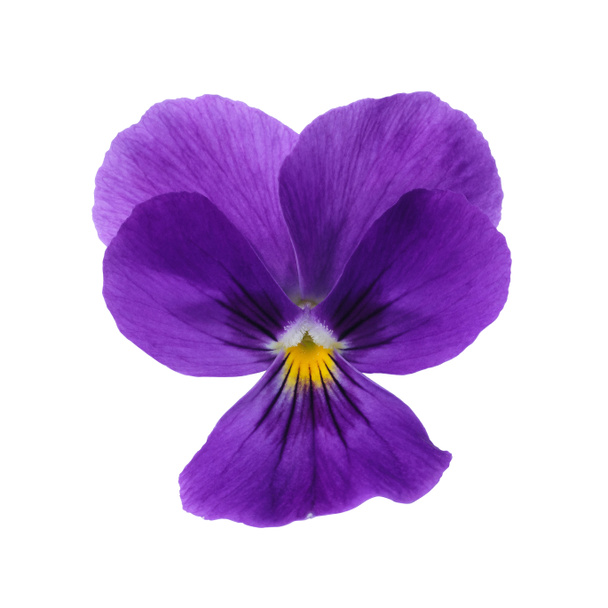 Pansy púrpura
 - Foto, imagen