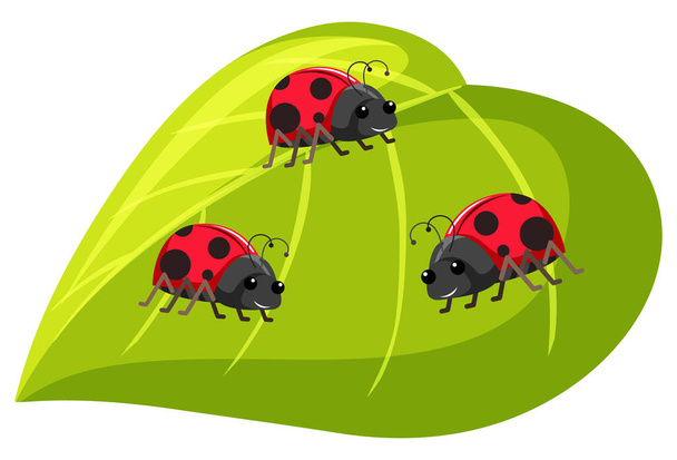 Three ladybugs on green leaf on white background illustration - Vector, Image