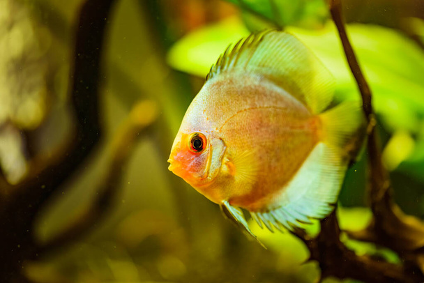 Portrait of a yellow tropical Symphysodon discus fish in a fishtank. - Photo, Image