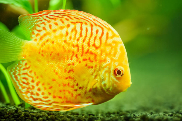 Värikäs kala spieces Symphysodon kiekko akvaariossa. - Valokuva, kuva
