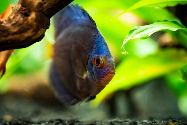 Portrait of a blue tropical Symphysodon discus fish in a fishtank. - Photo, Image