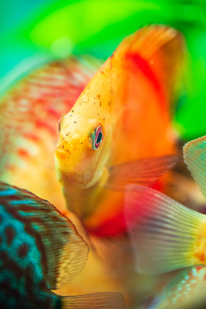 Retrato de un pez Symphysodon discus tropical naranja rojo en una pecera
. - Foto, Imagen