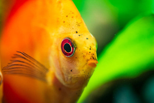 Portré egy piros narancssárga trópusi Symphysodon diszkusz hal egy akváriumban. - Fotó, kép