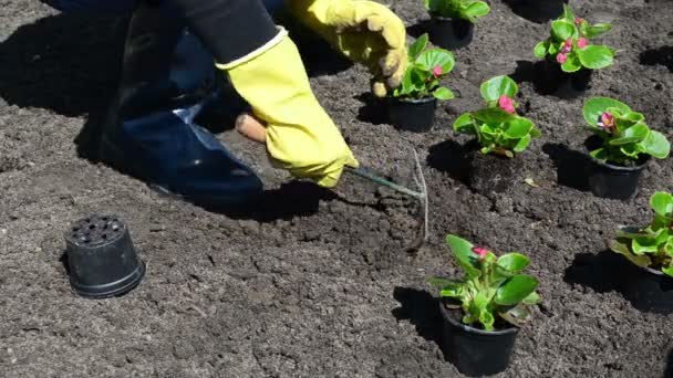 Blumenpflanzenfriedhof - Filmmaterial, Video