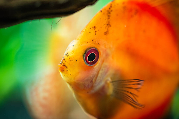 Portrait of a red orange tropical Symphysodon discus fish in a fishtank. - Photo, Image