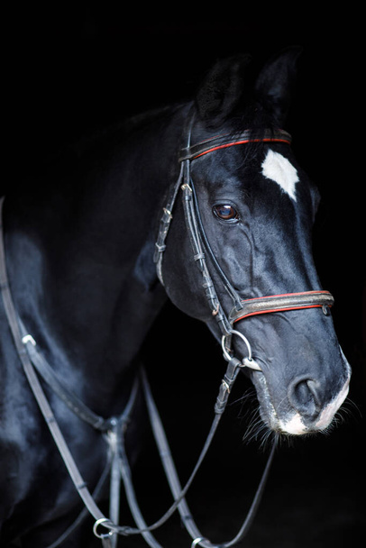 close up of black horse had. black horse - Photo, Image