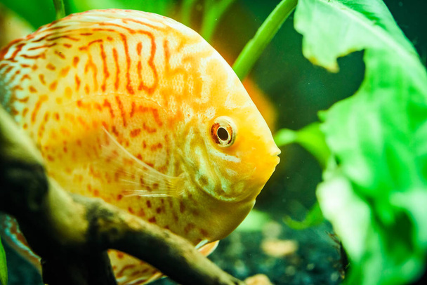 Bunte Fische aus dem Spieß Symphysodon discus im Aquarium. - Foto, Bild