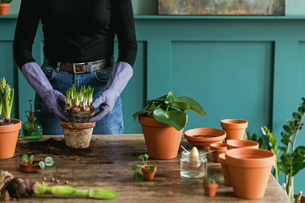 Woman gardener is transplanting beautiful plants, cacti, succulents to ceramic pots and taking care of home flowers on the retro wooden table for her concept of home garden.  - Фото, изображение