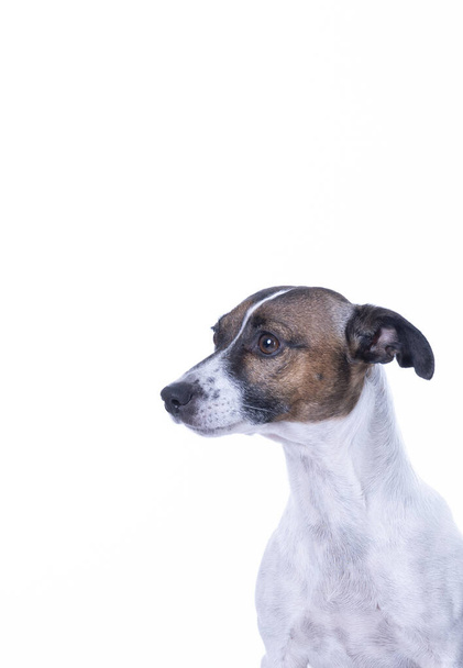 Marrón, blanco y negro Jack Russell Terrier posando en un estudio, mirando a la izquierda, aislado sobre un fondo blanco, un montón de espacio de copia
 - Foto, Imagen