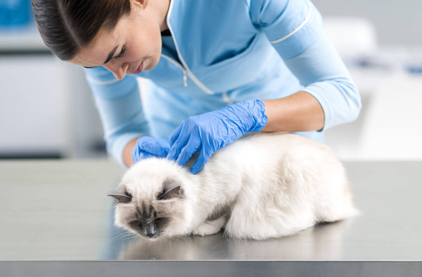 Veterinaria femenina profesional examinando un hermoso gato de pelo largo en la mesa de examen
 - Foto, Imagen