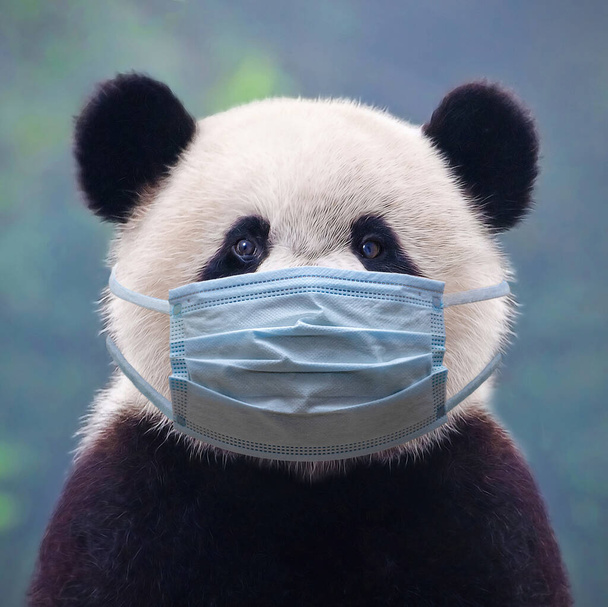 Giant panda bear wearing a face mask - Foto, afbeelding