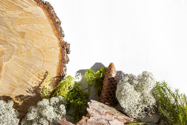 Creative background from natural forest materials - moss, tree trunk, cones, leaves, tree bark on a white background. Concept of eco, environmental protection, natural products. - Valokuva, kuva