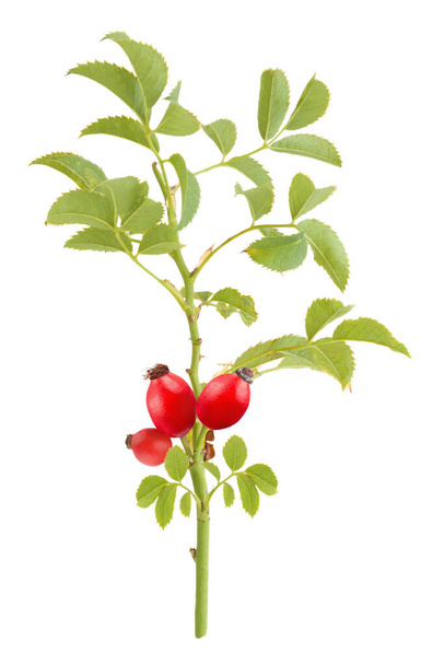 Ruusunmarjan oksa, jossa lehdet eristetty valkoisella taustalla
 - Valokuva, kuva