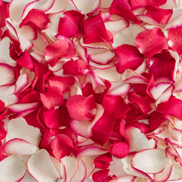 Layout criativo feito com pétalas de rosa e branco. Natureza mínima amor fundo. Conceito de flores primavera
. - Foto, Imagem