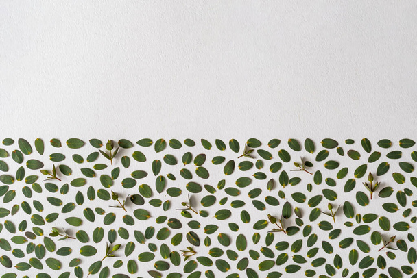 Creatief arrangement gemaakt met groene bladeren op een heldere achtergrond. Minimaal natuurliefde idee. Voorjaarsconcept. - Foto, afbeelding